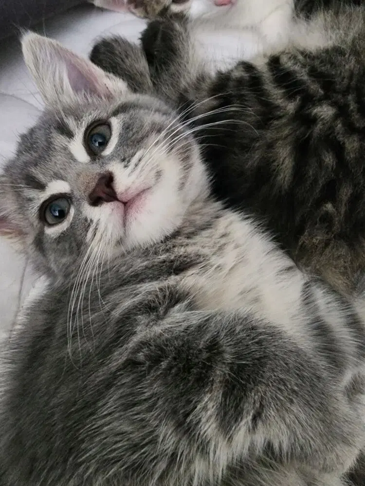 Londyn Kitties, photo 2
