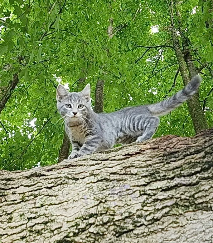 Londyn Kitties, photo 3