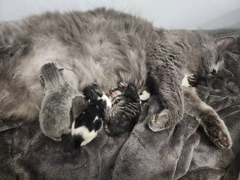 Londyn Kitties, photo 4
