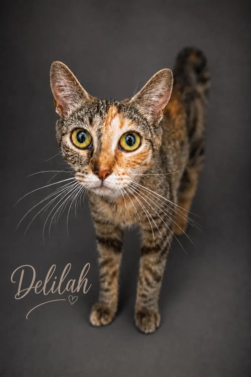 Delilah, photo 9