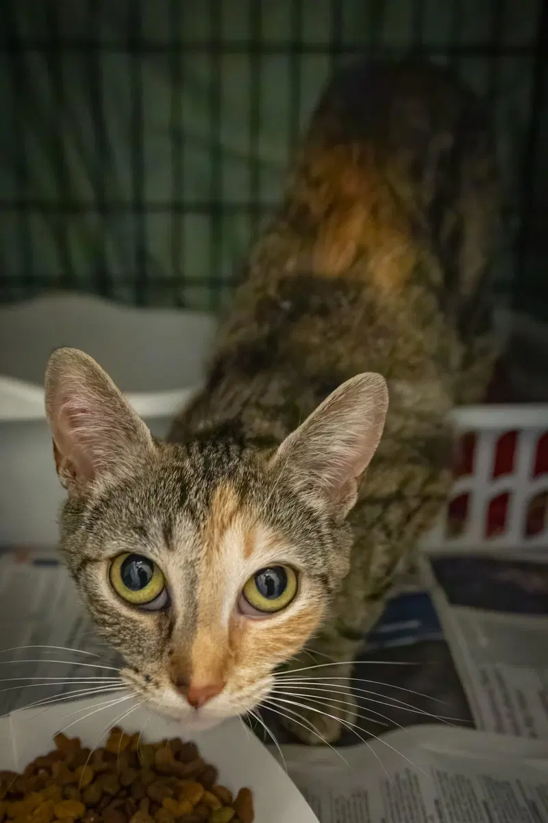 Delilah, photo 10