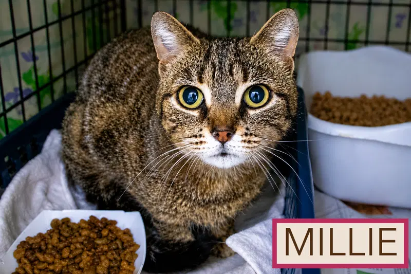 Millie, photo 8