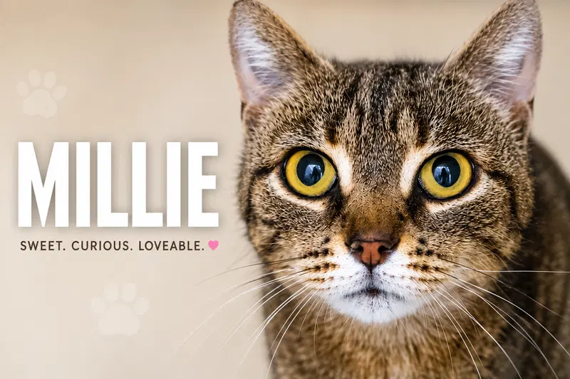 Millie, photo 9