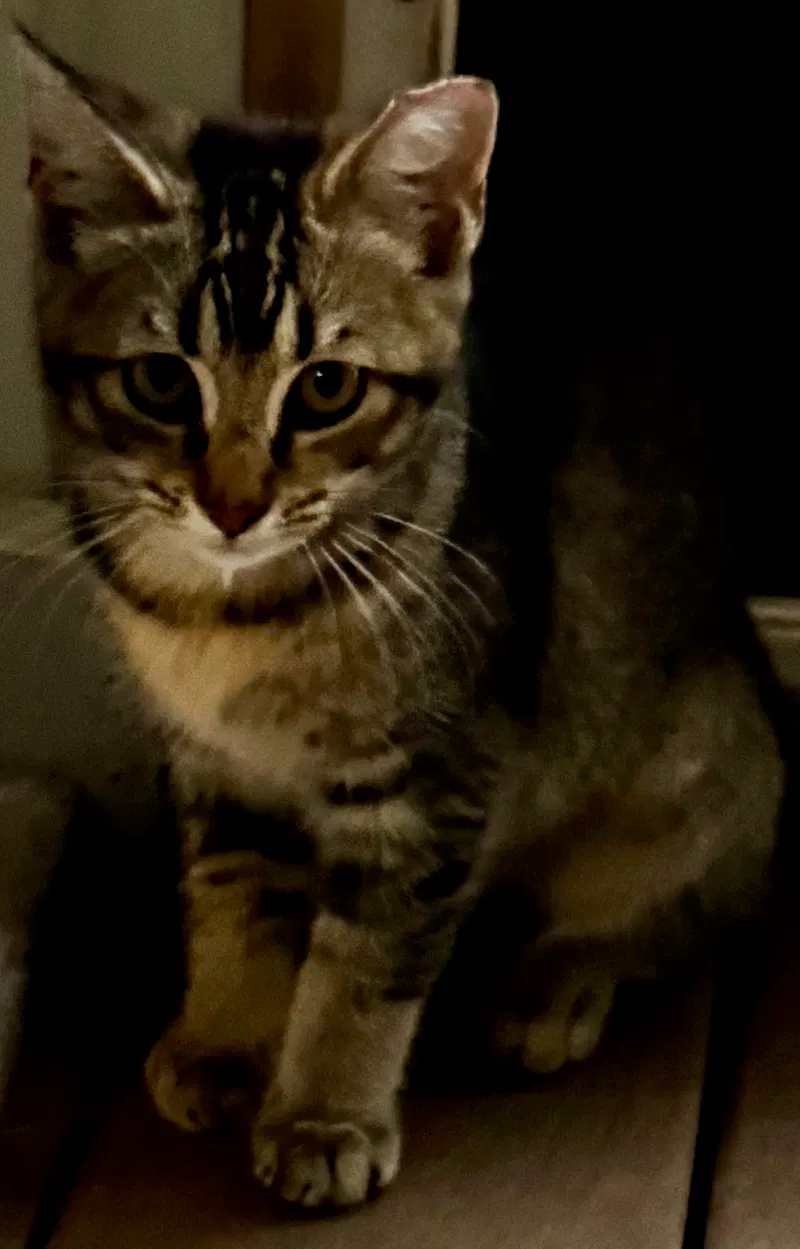Miso, photo 2