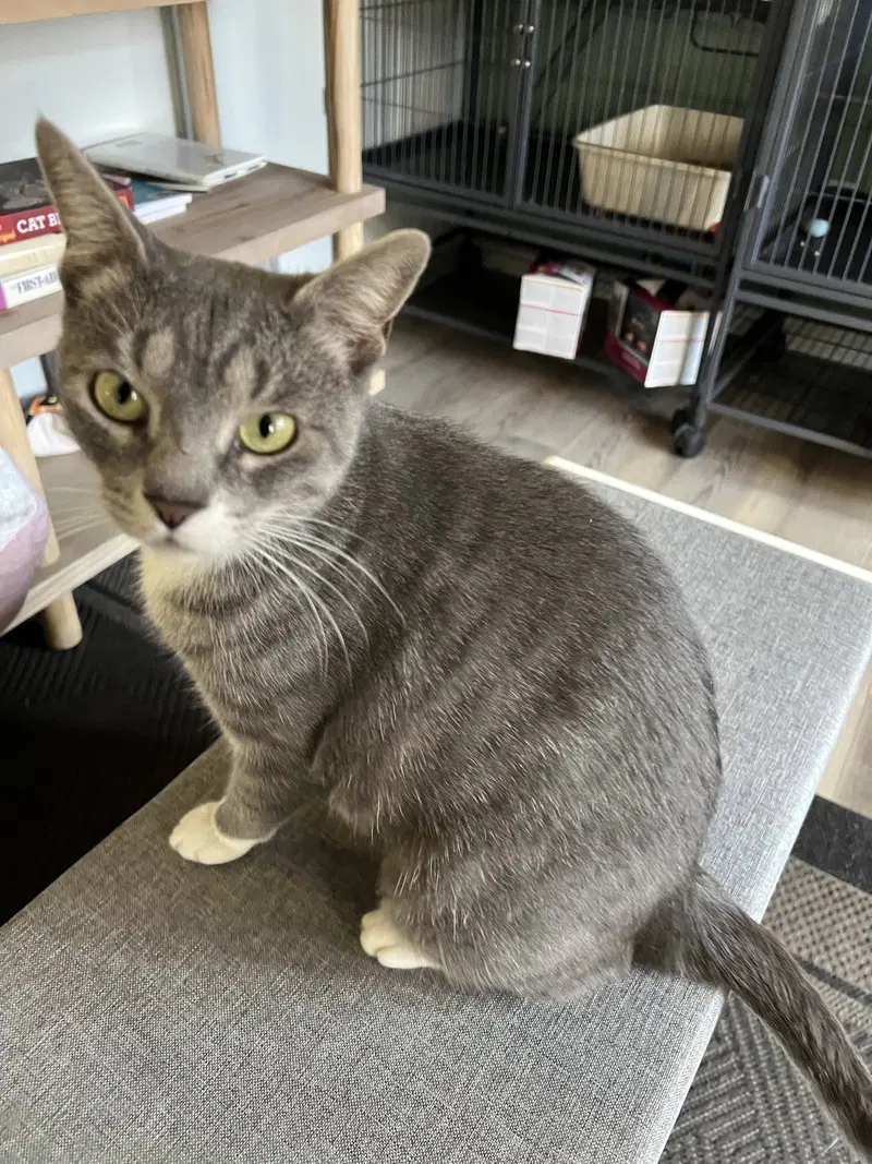 Buttercup, an adult female cat up for adoption