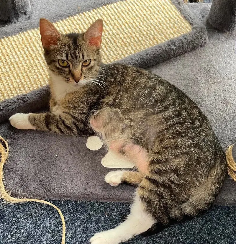 Mona, an adult female cat up for adoption