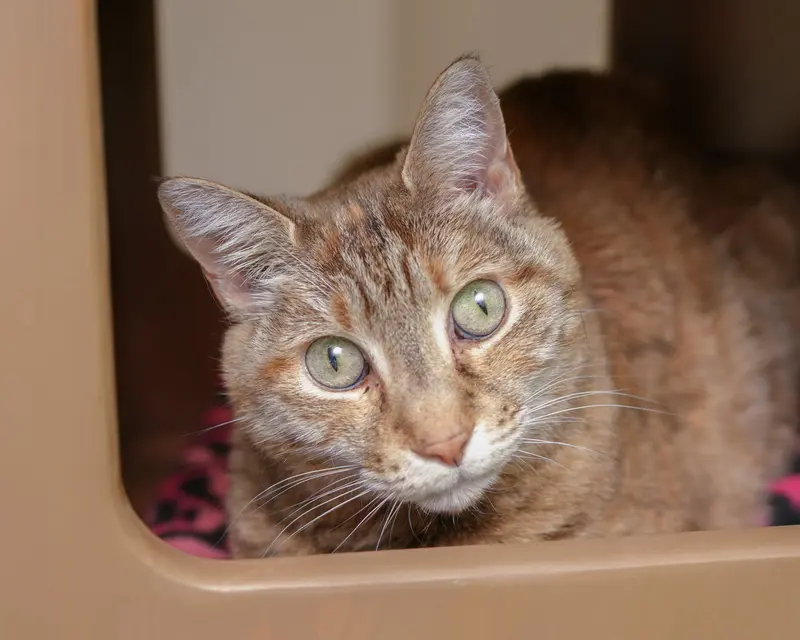 Octavia, an adult female cat up for adoption