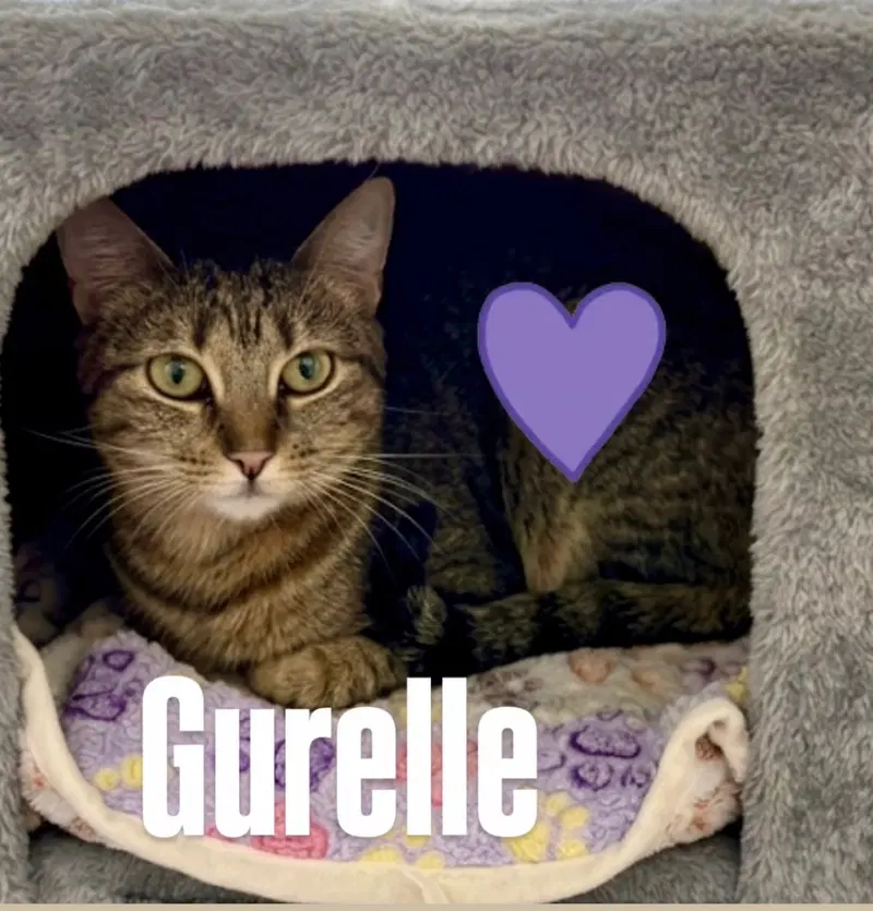 Gurelle, photo 2