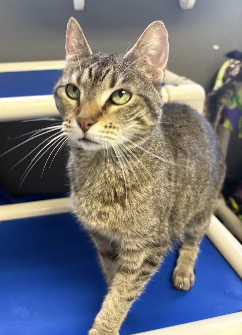 Daisy Andrews, an adult female cat up for adoption