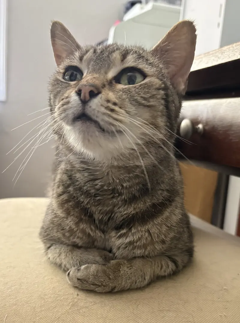 Lucy Andrews, a senior female cat up for adoption