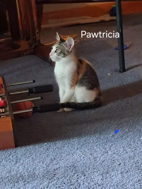 Pawtricia, photo 2