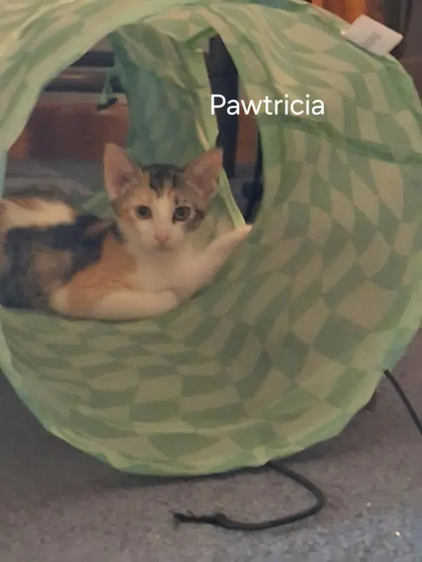 Pawtricia, photo 3