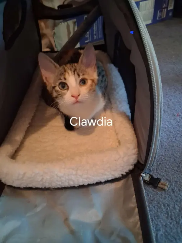 Clawdia, photo 3