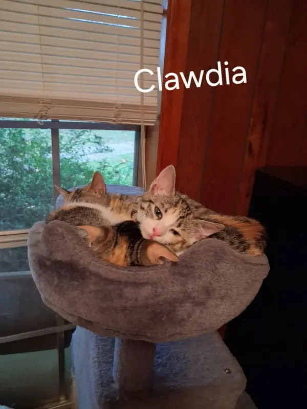 Clawdia, photo 4