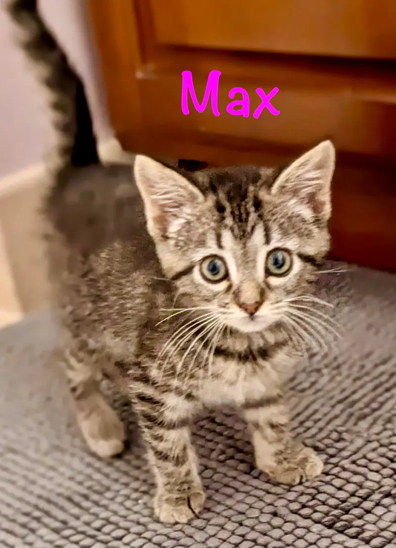 Max, photo 10