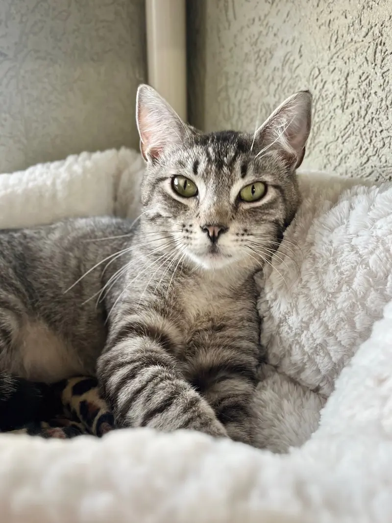 Rivers, an adult male cat up for adoption