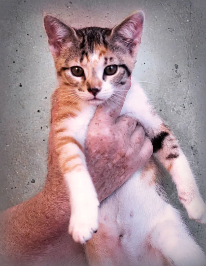 Gaby, a young female cat up for adoption