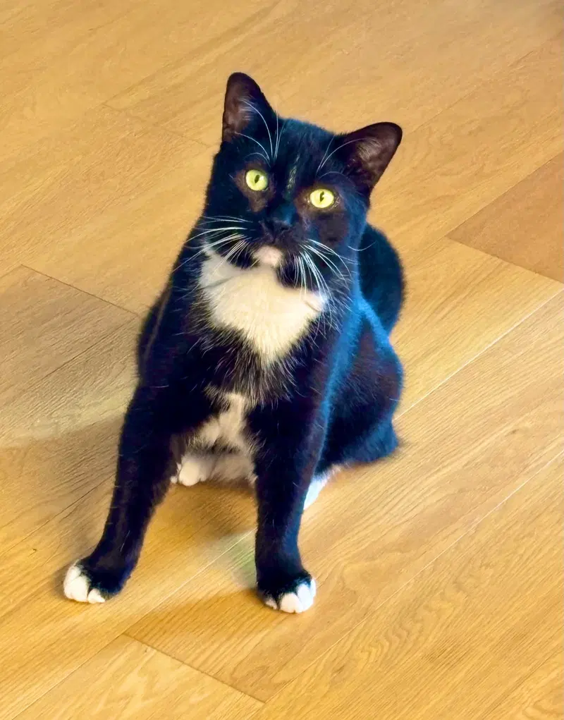 Catsby, photo 2