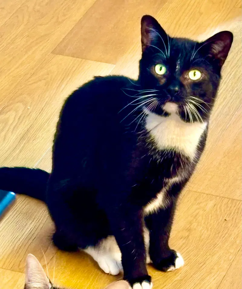 Catsby, photo 7