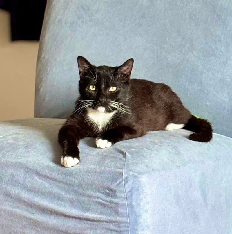 Catsby, photo 8