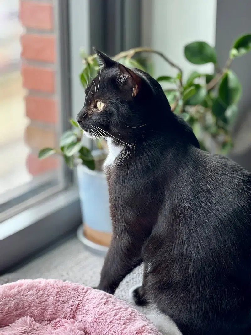 Catsby, photo 6
