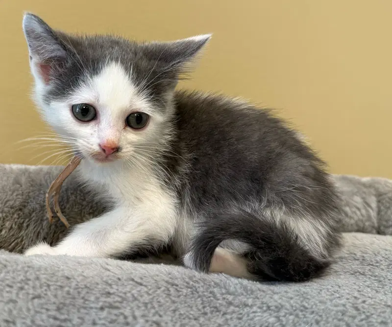 Tumbles-Not at the shelter, photo 6
