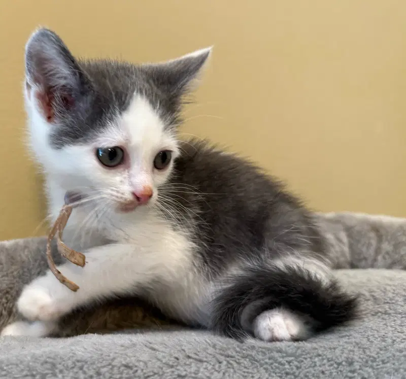Tumbles-Not at the shelter, photo 7