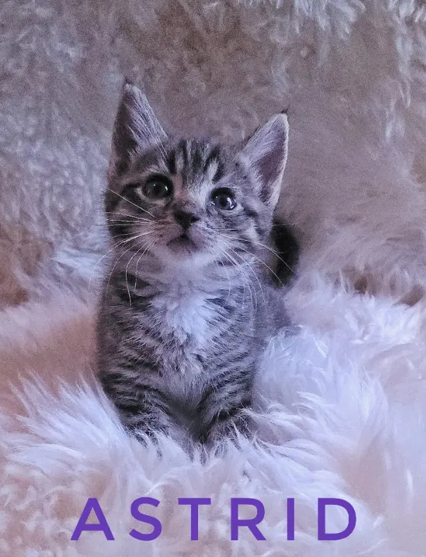 Astrid, photo 4