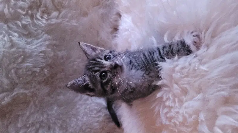 Astrid, photo 5