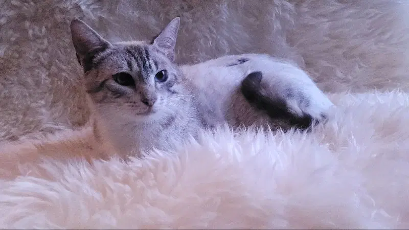 Lagetha, photo 3