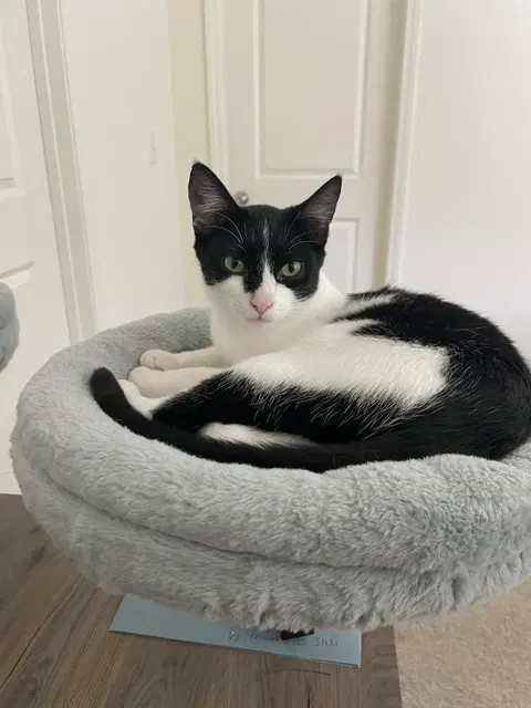 Watch the video of Waffles
