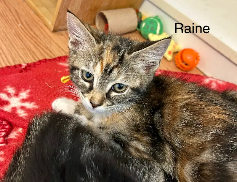 Raine, photo 3