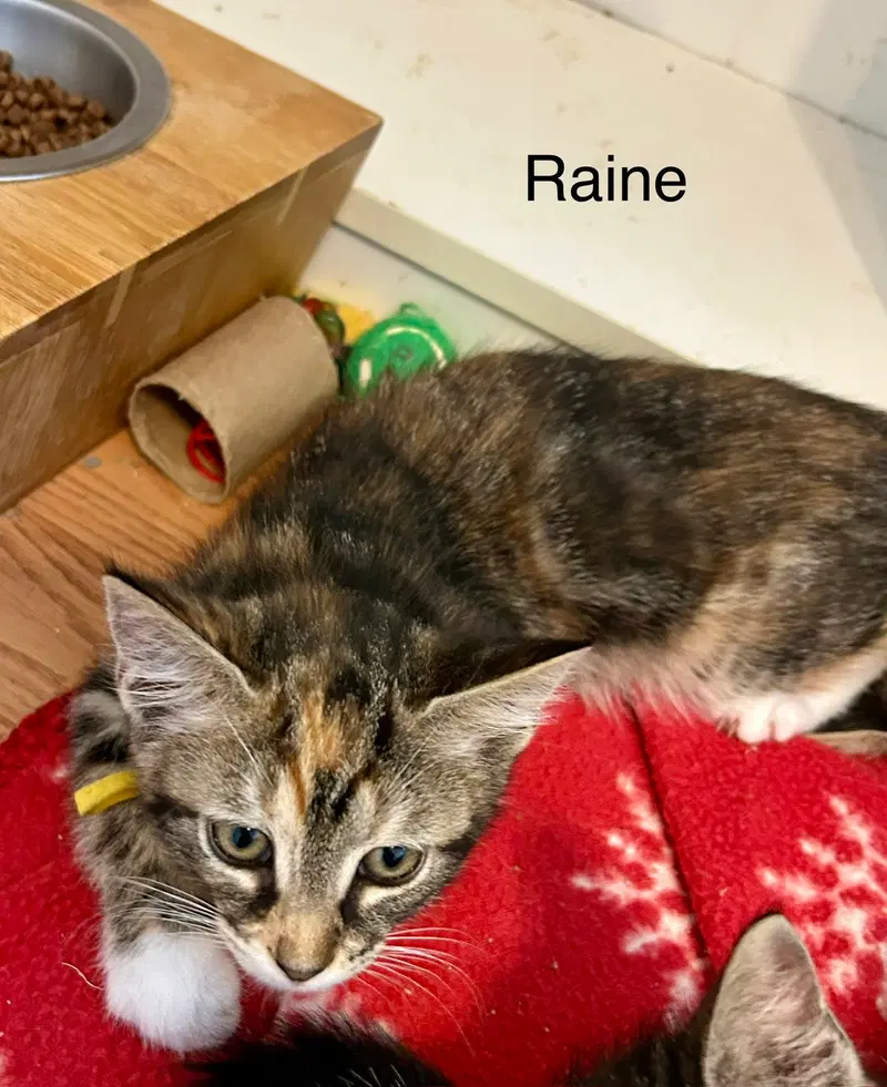 Raine, photo 5