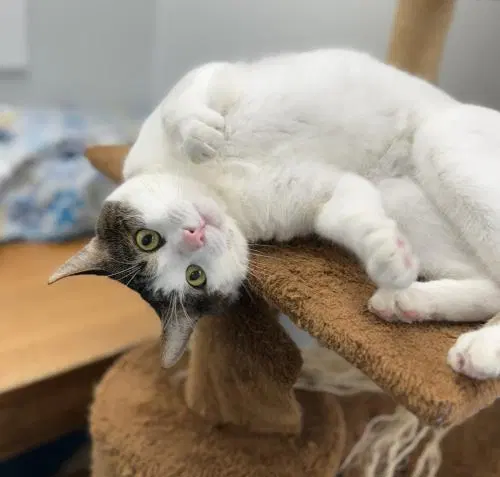 Griffin, a young male cat up for adoption