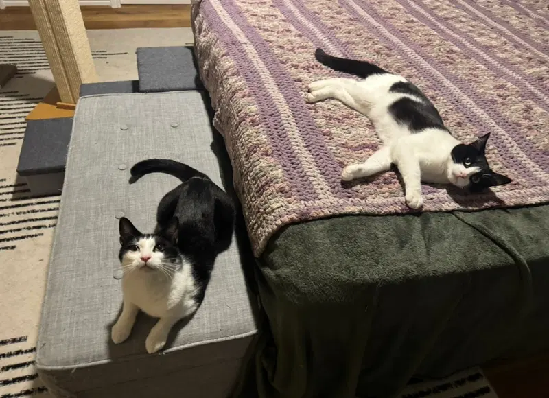 Daffy and Goofy, photo 2