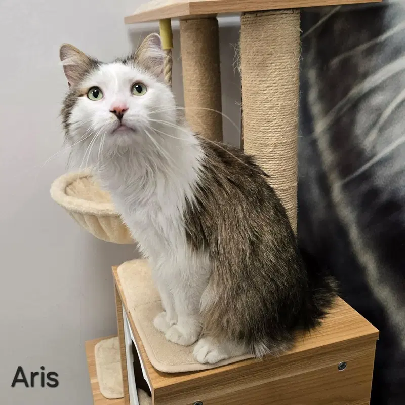 Aris, photo 2