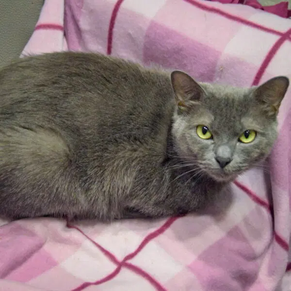 Junipurr, photo 3
