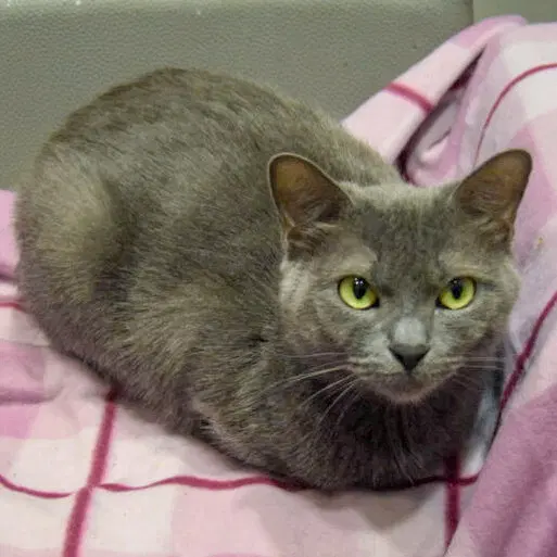 Junipurr, photo 4