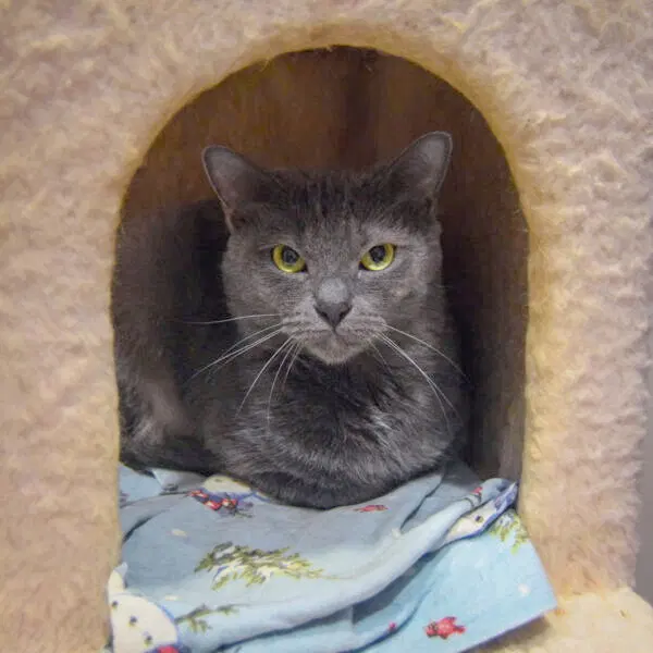 Junipurr, photo 6