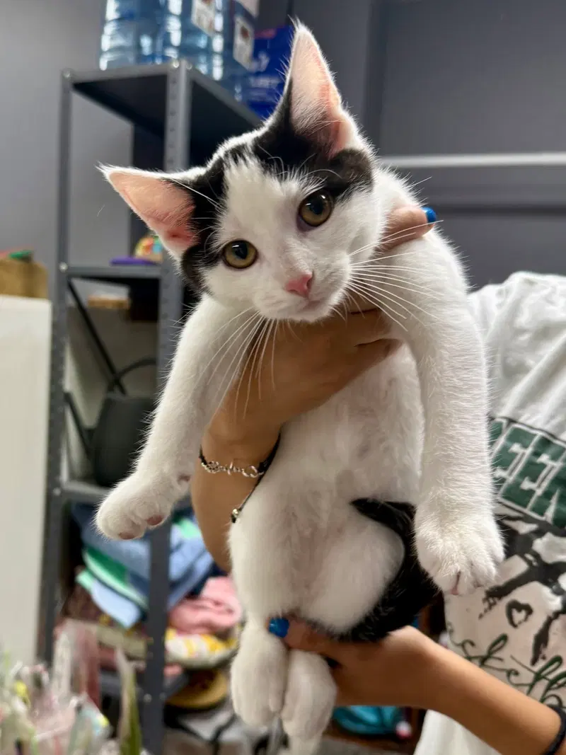 Cat, photo 6