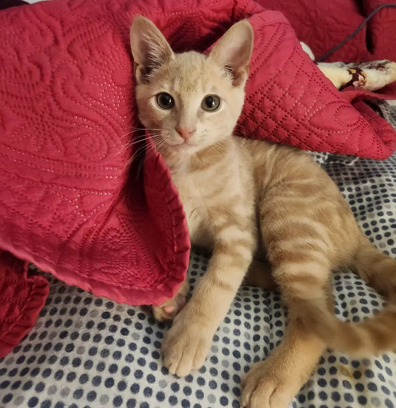 Roomba, a young male cat up for adoption
