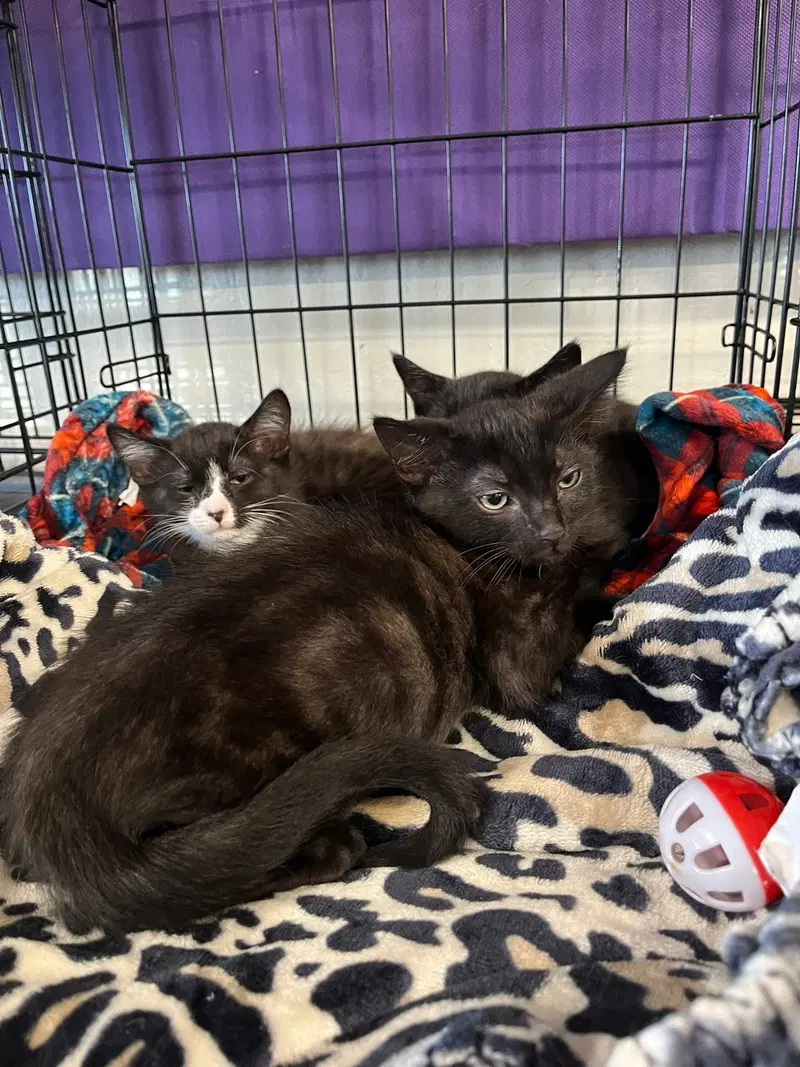 Flo and her kittens Siddhartha, Bart, and Gordon, photo 3