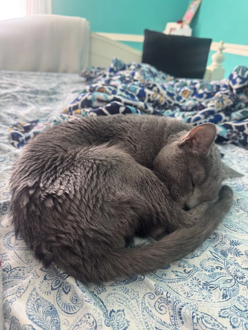 Indigo, photo 2