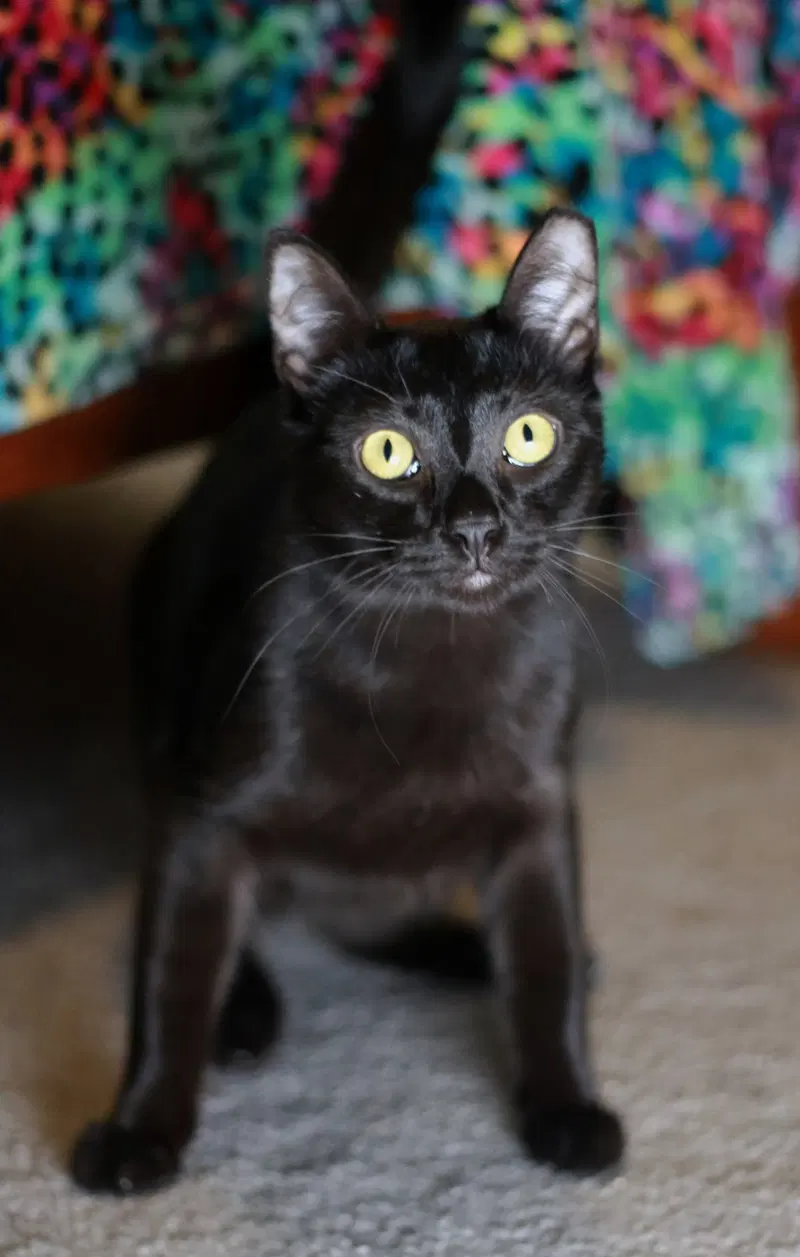 Licorice, photo 2