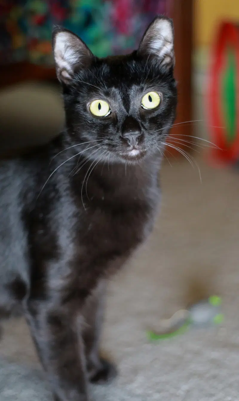 Licorice, photo 3