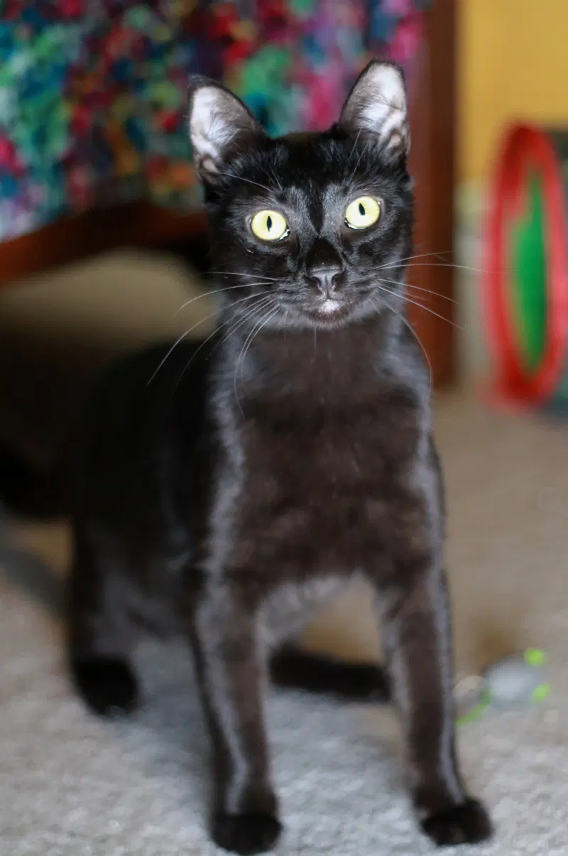 Licorice, photo 4