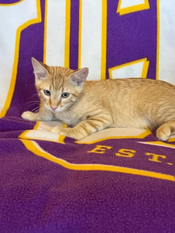 Sponge Bob, a male Tabby kitten up for adoption
