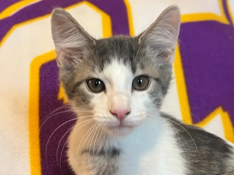 Spot, a male Tabby kitten up for adoption