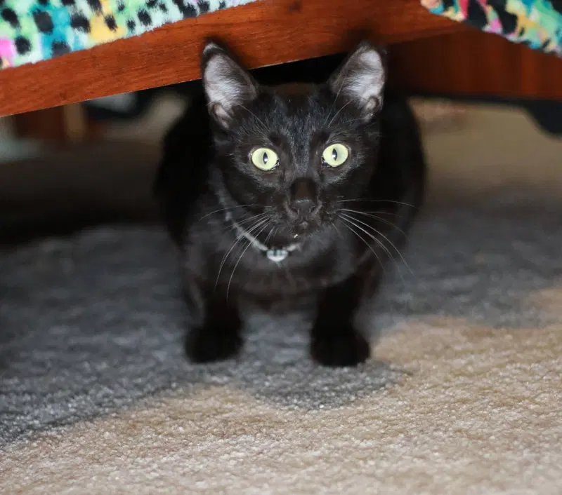 Nibs, photo 2