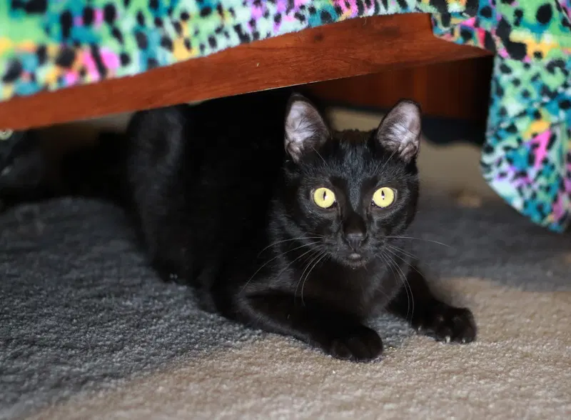 Licorice, photo 5